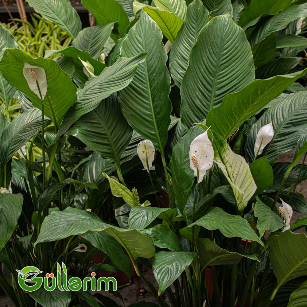 Spathiphyllum (Spatfelium)
