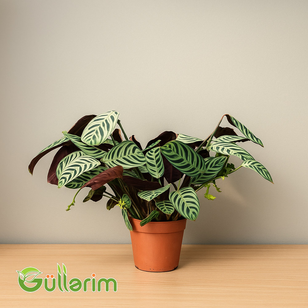 Kalateya - Calathea (Dua bitkisi)