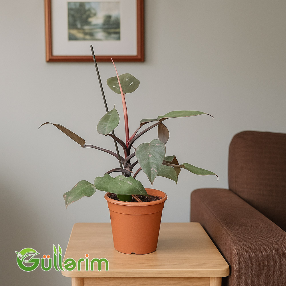 Philodendron (Filodendron)