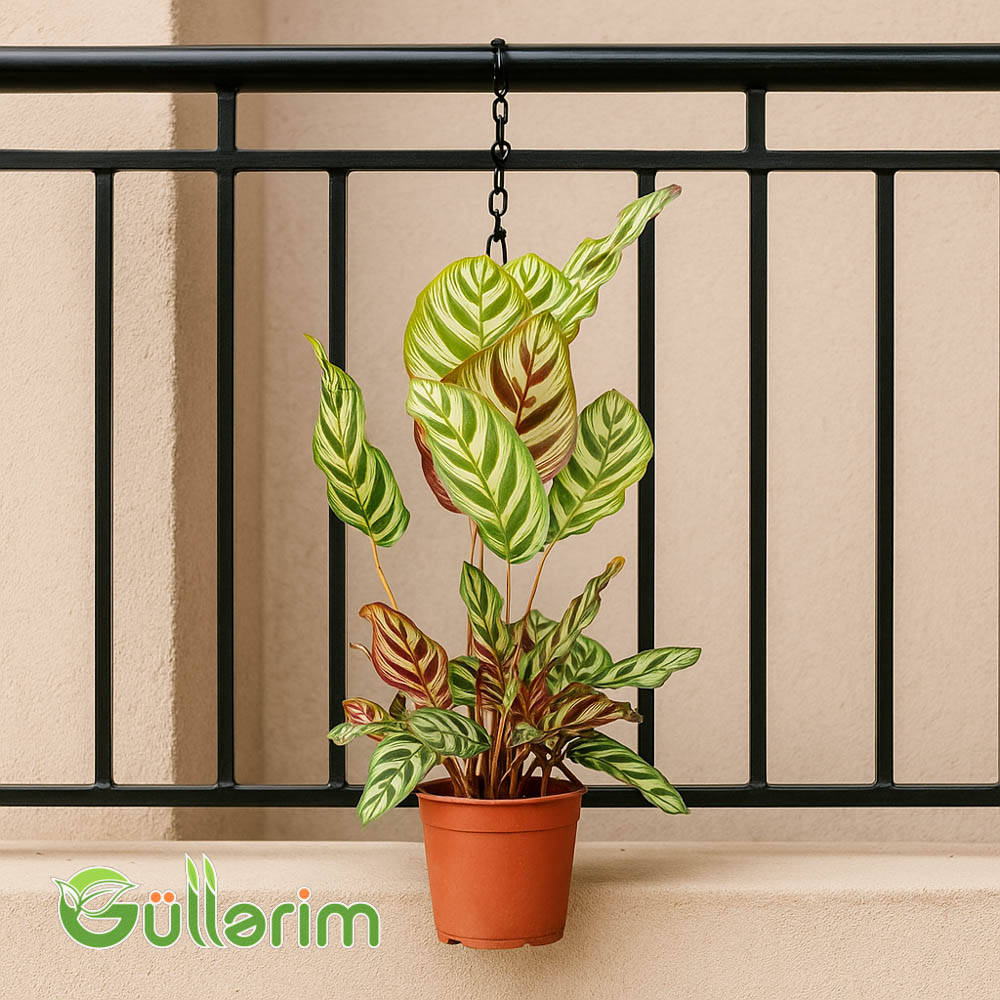Calathea Makoyana (Kalateya)