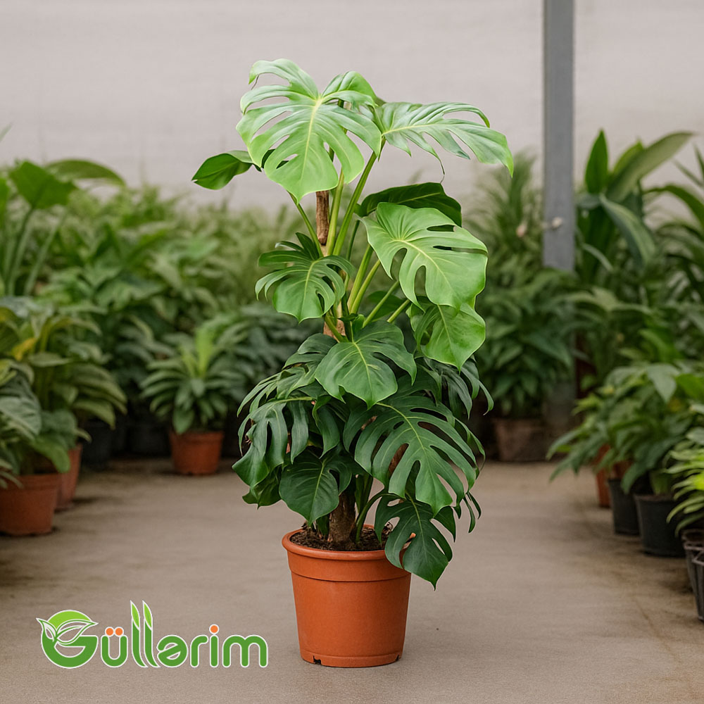 Monstera deliciosa