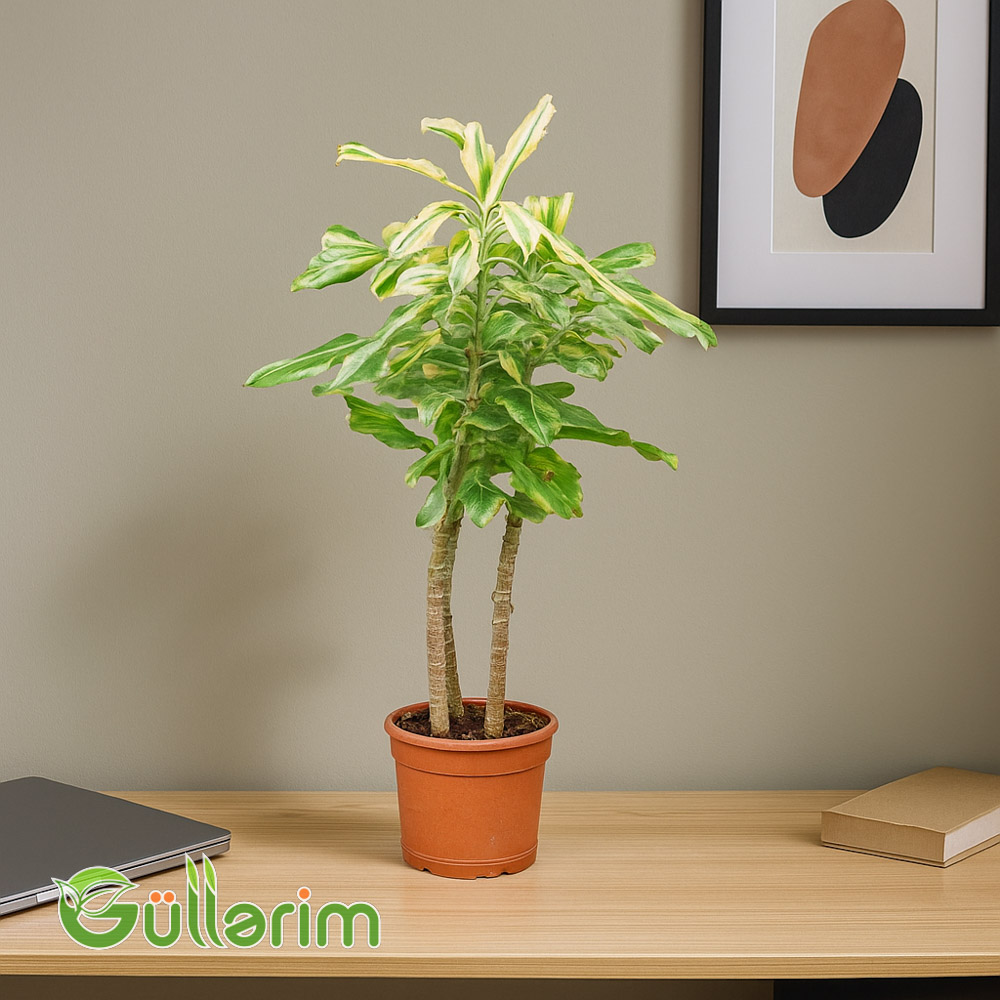 Dracaena fragrans
