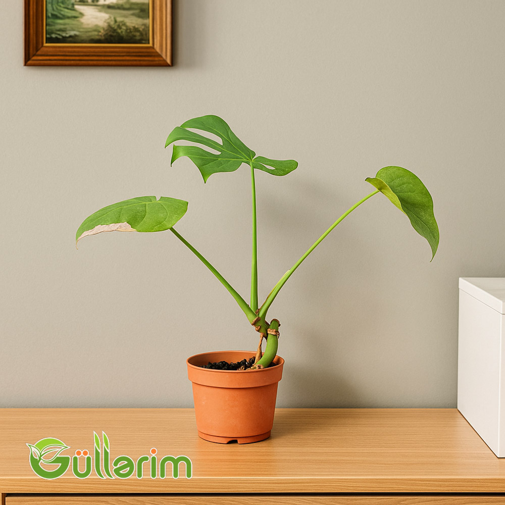 Monstera Deliciosa