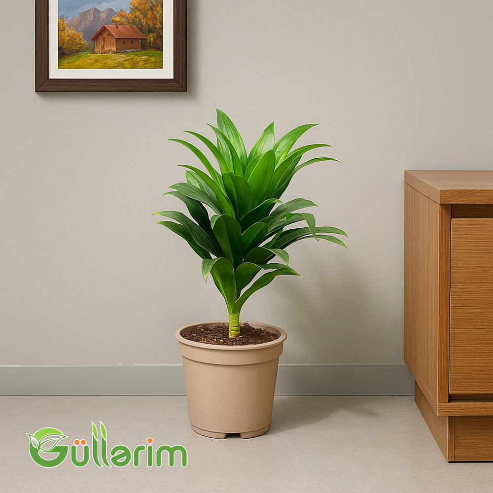 Dracaena Compacta (Drasena Kompakt)
