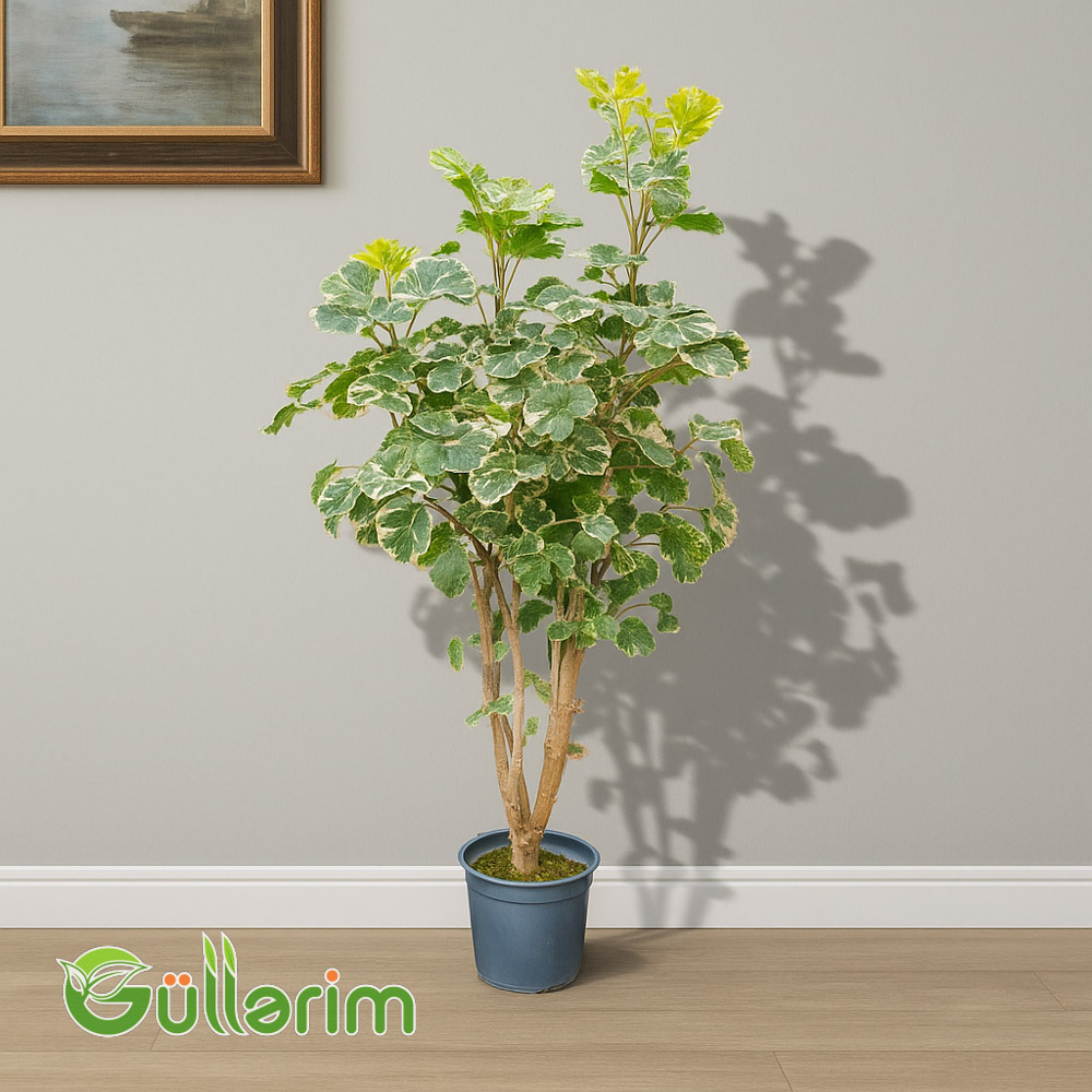 Polyscias balfouriana (Balfour Aralia)