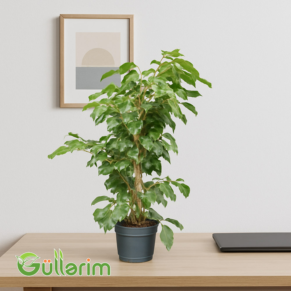 Ficus benjamina
