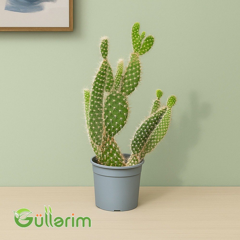 Opuntia microdasys (Dovşan qulağı kaktusu)