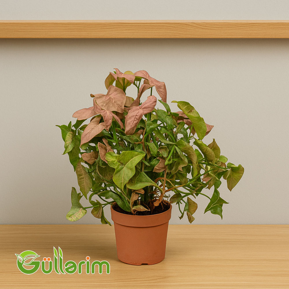 Syngonium (Sinqonium)