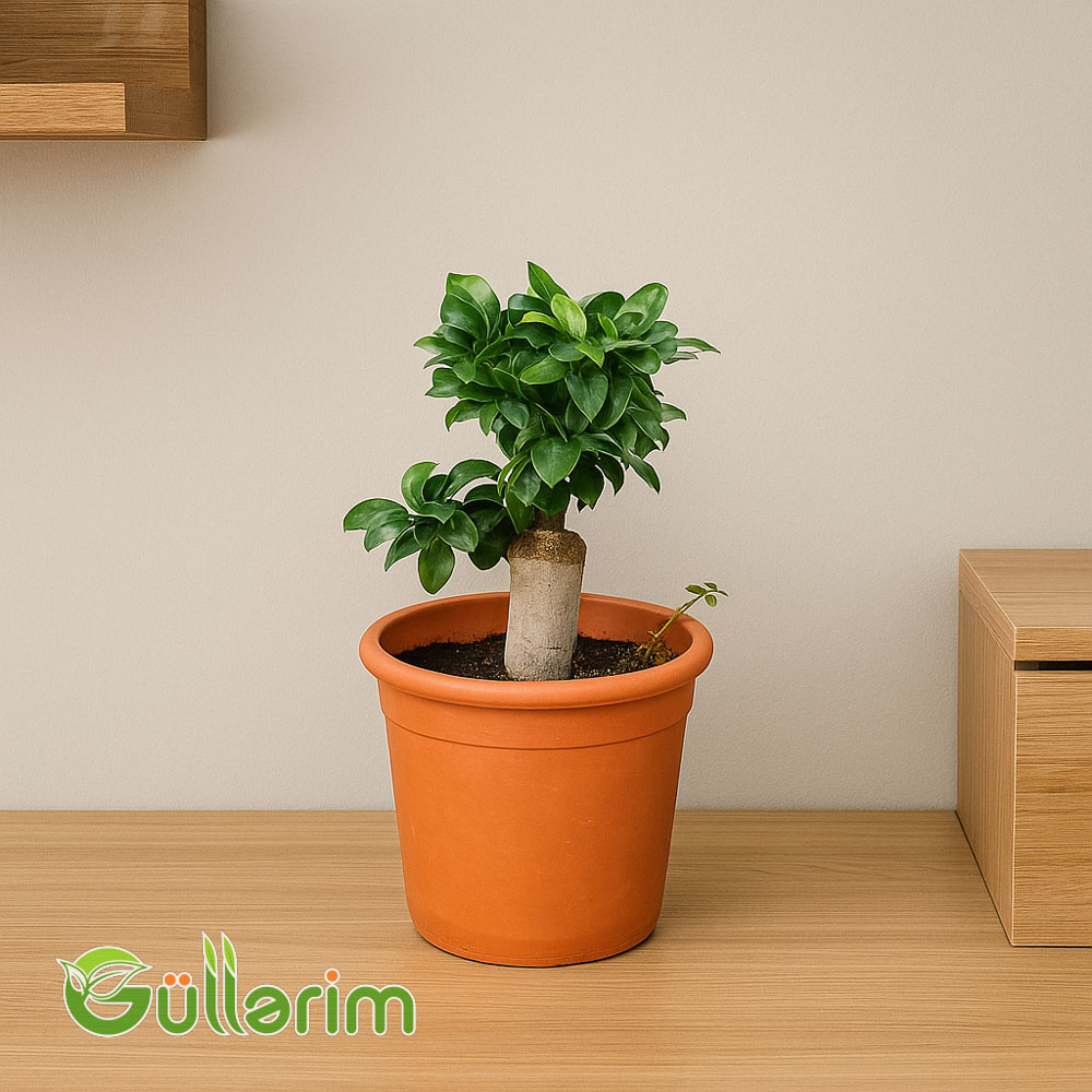 Ficus Bonsai (Fikus Ginseng)