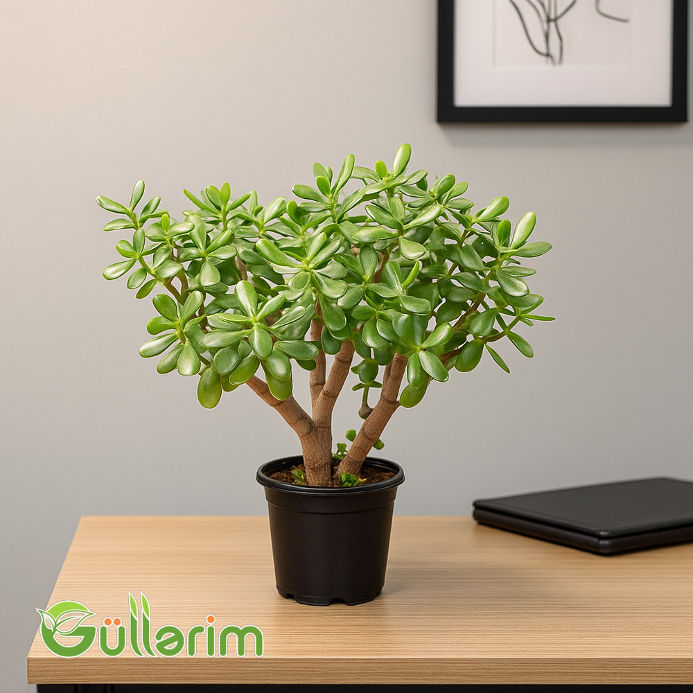 Pul Ağacı (Crassula ovata)